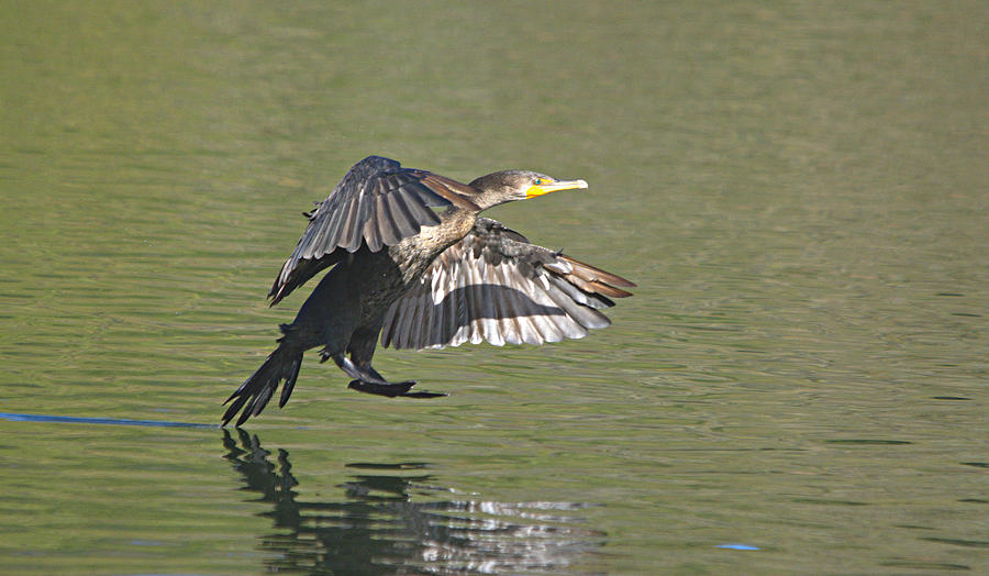 Bird Photograph - Cormorant Water Landing #6 by Roy Williams