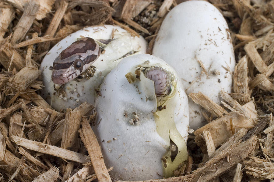 Corn Snakes Hatching Photograph by Paul Whitten - Fine Art America