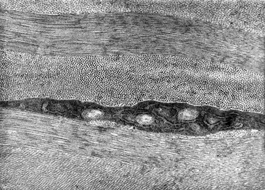 Corneal Stroma #2 Photograph by Jose Calvo / Science Photo Library
