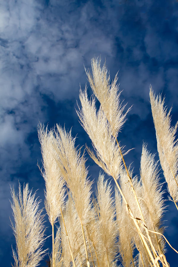 Cortaderia selloana Photograph by Fizzy Image - Fine Art America