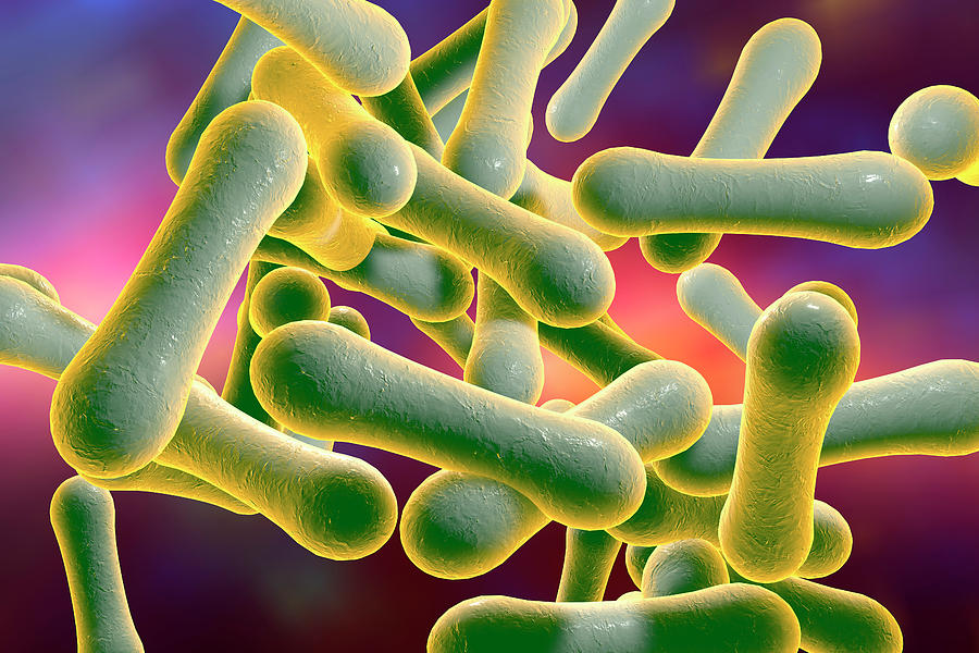 Resultado de imagen para corynebacterium diphtheriae