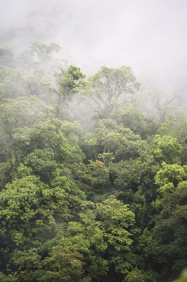 Costa Rican Rainforest #2 Photograph by Gary Retherford
