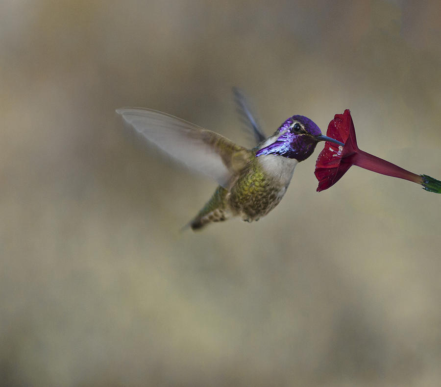 Costas Hummingbird #2 Photograph by Gregory Scott