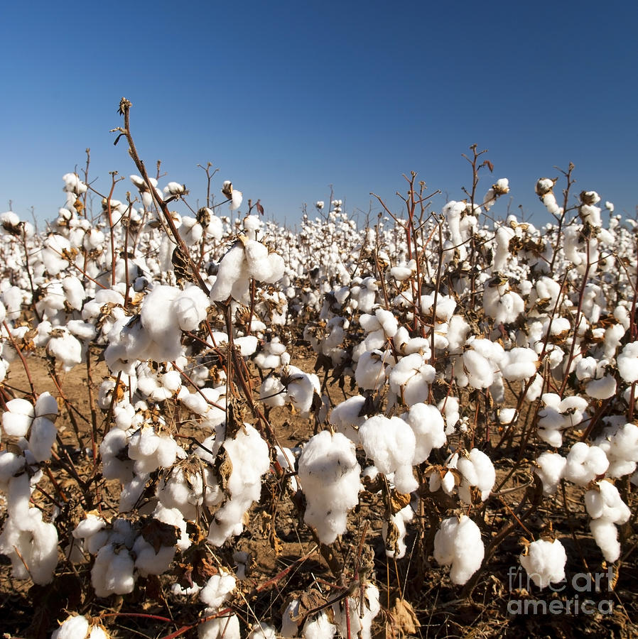 Cotton Fields #2 Photograph by THP Creative