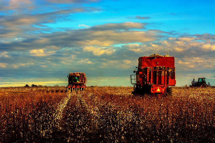 Cotton Harvest #1 Photograph by John Harding