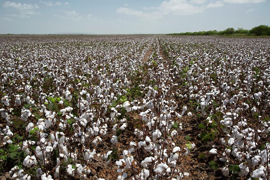 Cotton Plants #2 Photograph by Jim West