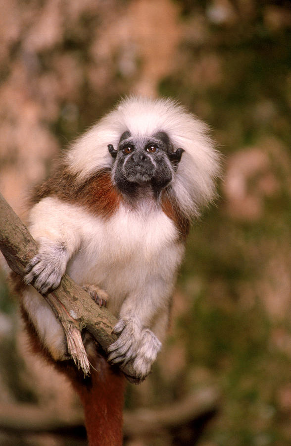 Cotton-top Tamarin #2 Photograph by Thomas And Pat Leeson