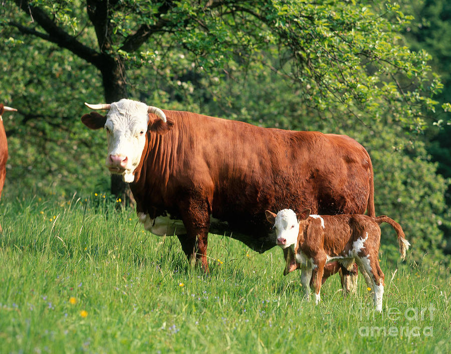 Animal Photograph - Cow And Calf #3 by Hans Reinhard