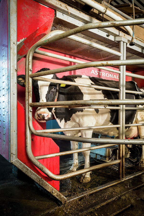 Cow In Milking Machine #2 Photograph by Aberration Films Ltd