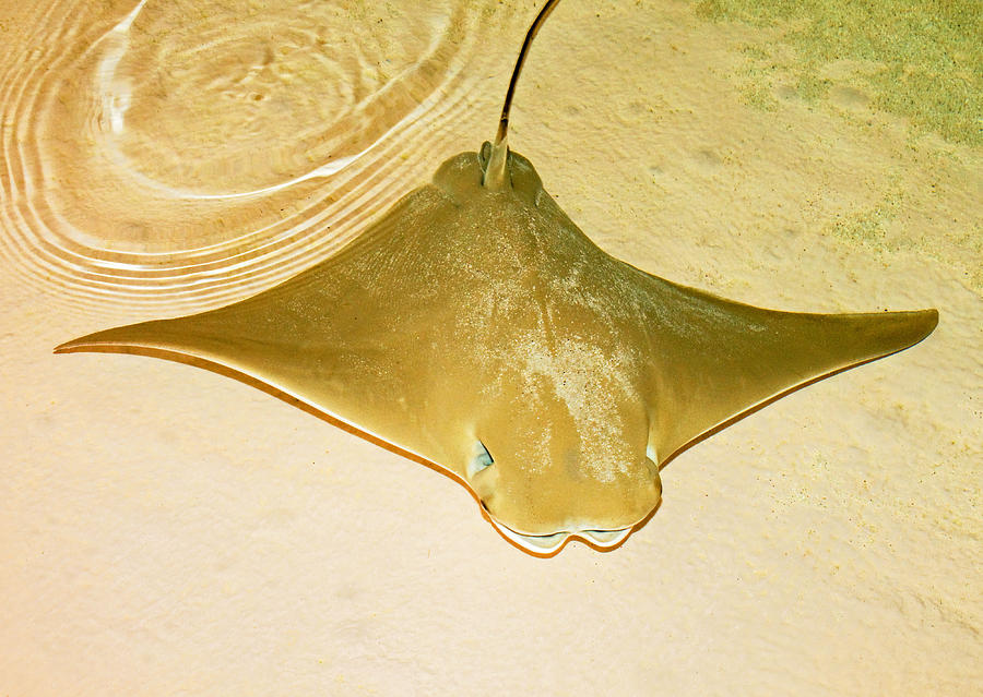 Cownose Ray Photograph by Millard H. Sharp - Pixels