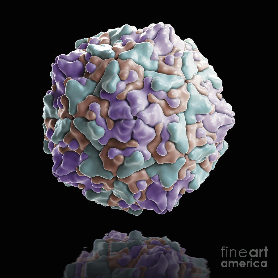 Enterovirus Photograph - Coxsackie B Virus #2 by Science Picture Co