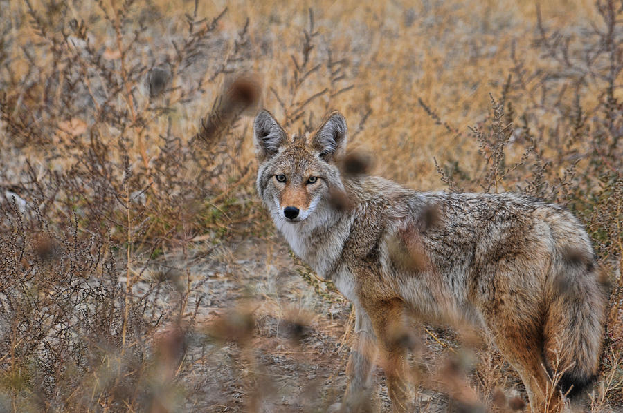 Coyote Eyes Photograph by David Armstrong