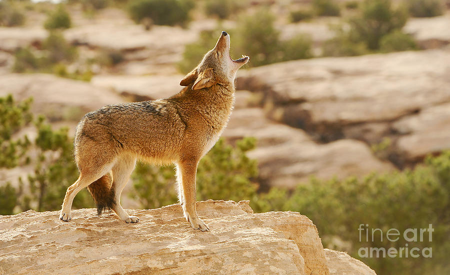 Coyote Howling #1 Photograph by Dennis Hammer