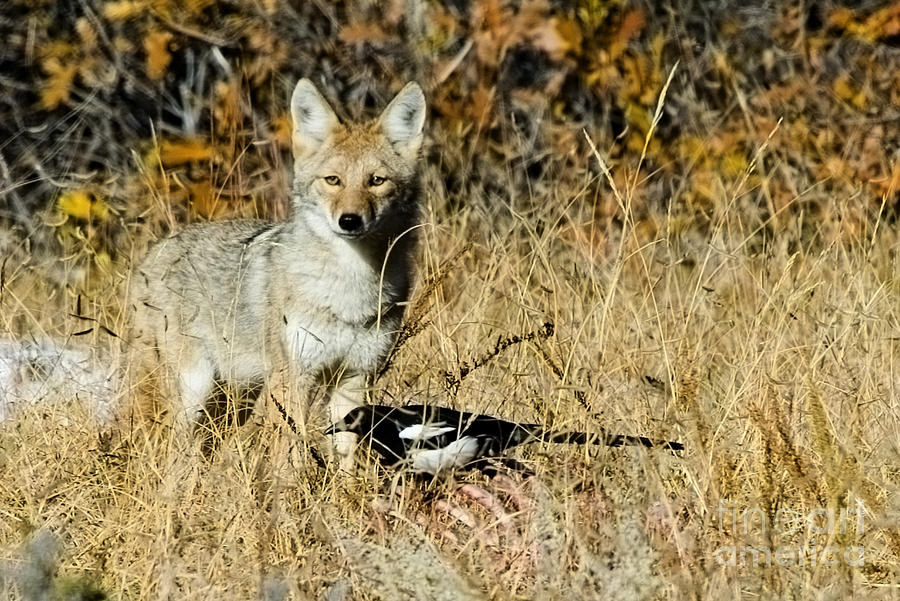 Coyotes #2 Photograph by Steven Krull