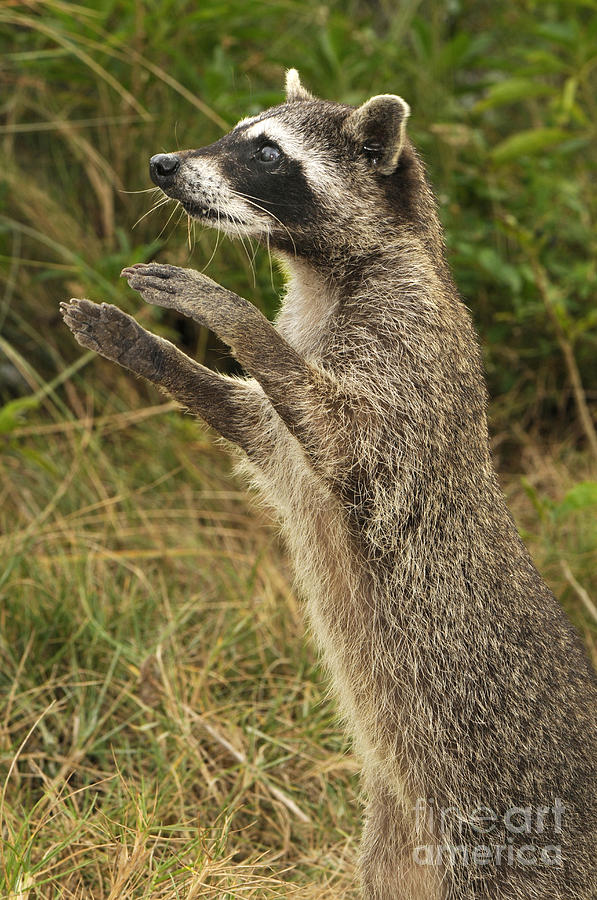 Cozumel Raccoon Procyon Pygmaeus Photograph by Scott Camazine