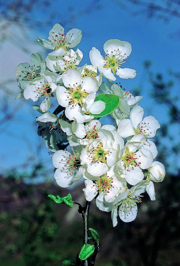 Crab Apple (malus Sylvestris) #2 Photograph by Bruno Petriglia/science Photo Library