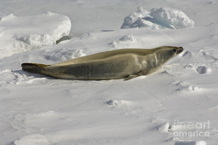 Crabeater Seal, Antarctica Photograph By John Shaw - Pixels