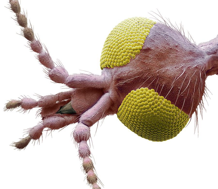 Crane Fly Head #2 Photograph by Steve Gschmeissner/science Photo Library