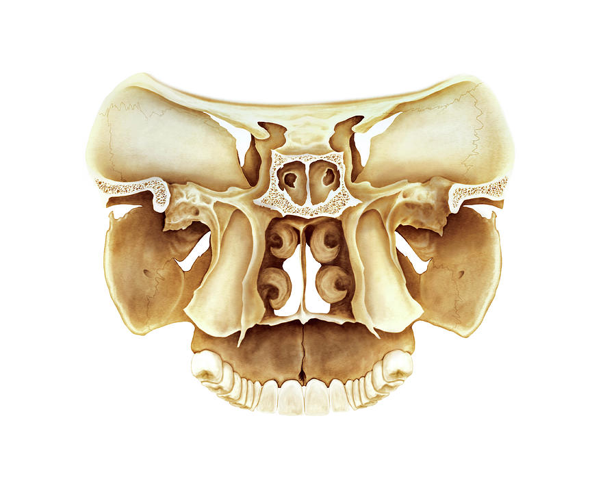 Cranium Sections Photograph By Asklepios Medical Atlas Pixels 9980