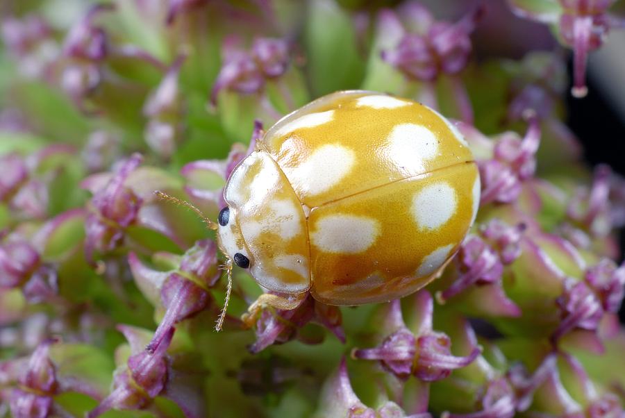 Animal Photograph - Cream-spot ladybird #2 by Science Photo Library