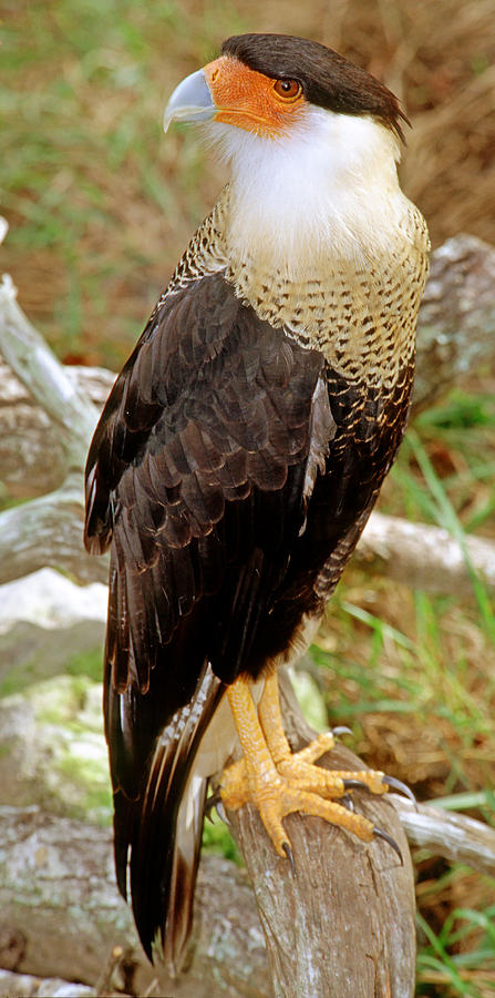 Crested Caracara Caracara Cheriway Photograph by Millard H. Sharp ...