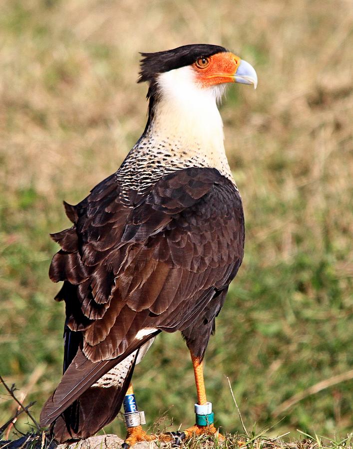 Crested Caracara Photograph by Ira Runyan - Fine Art America