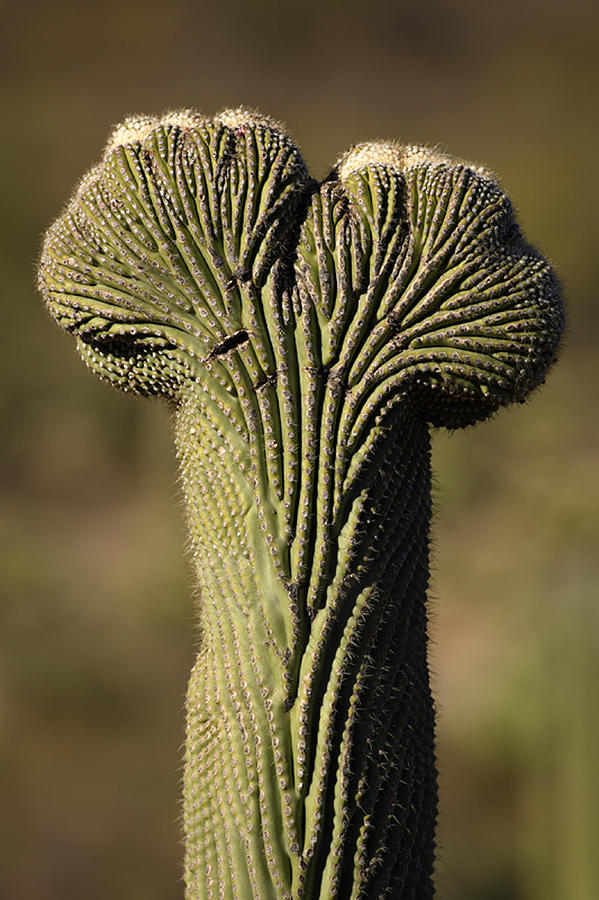 Crested Saguaro #2 Photograph by Craig K. Lorenz