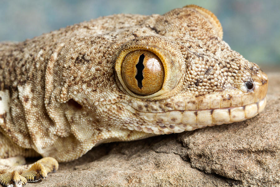 Crocodile Gecko