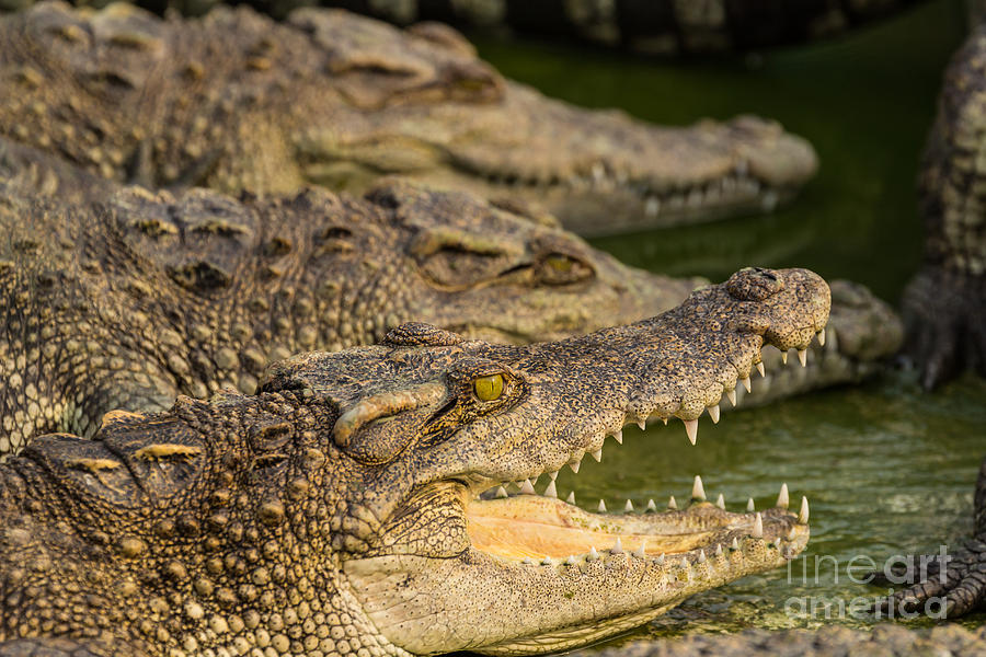 Alligator Photograph - Crocodile #2 by Tosporn Preede
