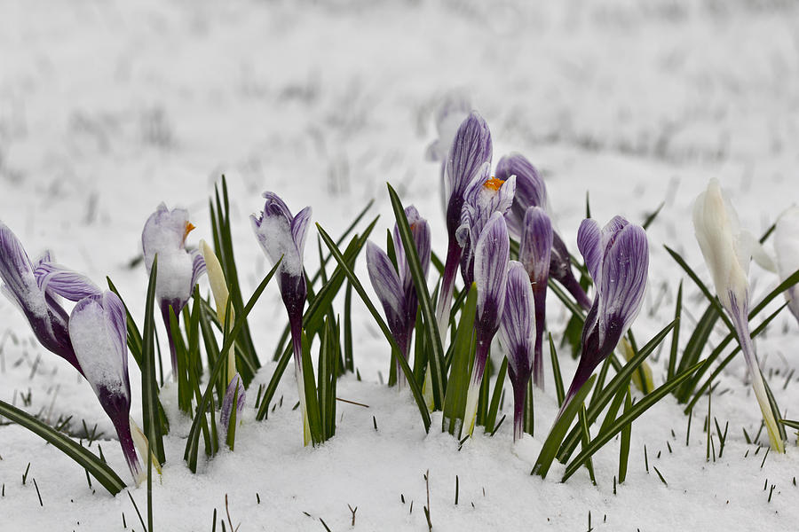 Crocus #2 Photograph by Nick Mares