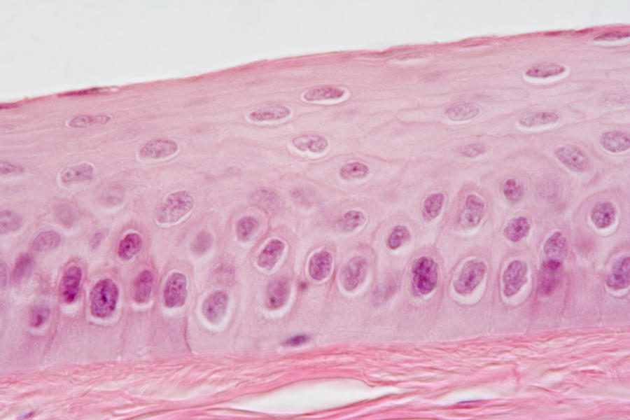 Cross-section Of Human Cornea, Lm #2 Photograph by Science Stock Photography