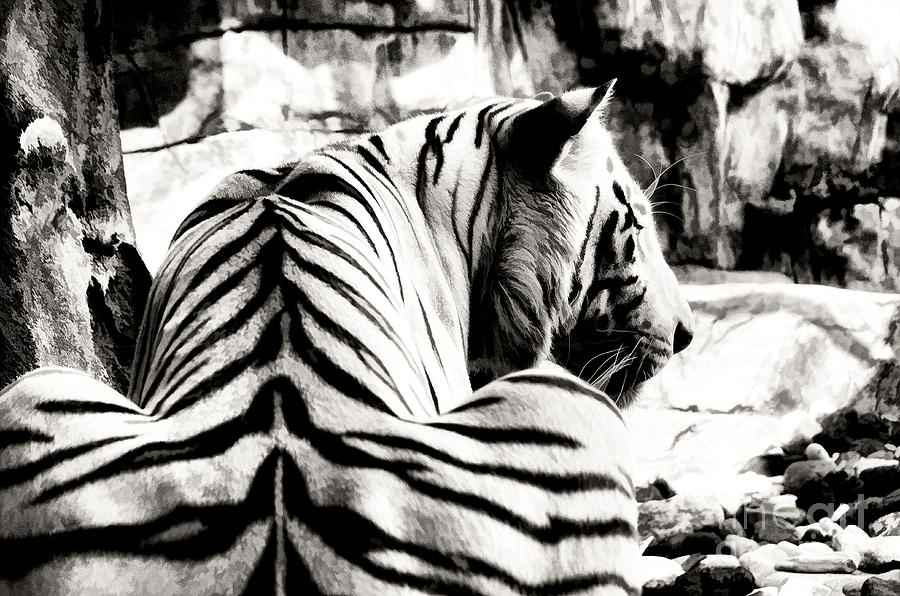 Crouching Tiger Black and White Paintography Photograph by Nate Heldman