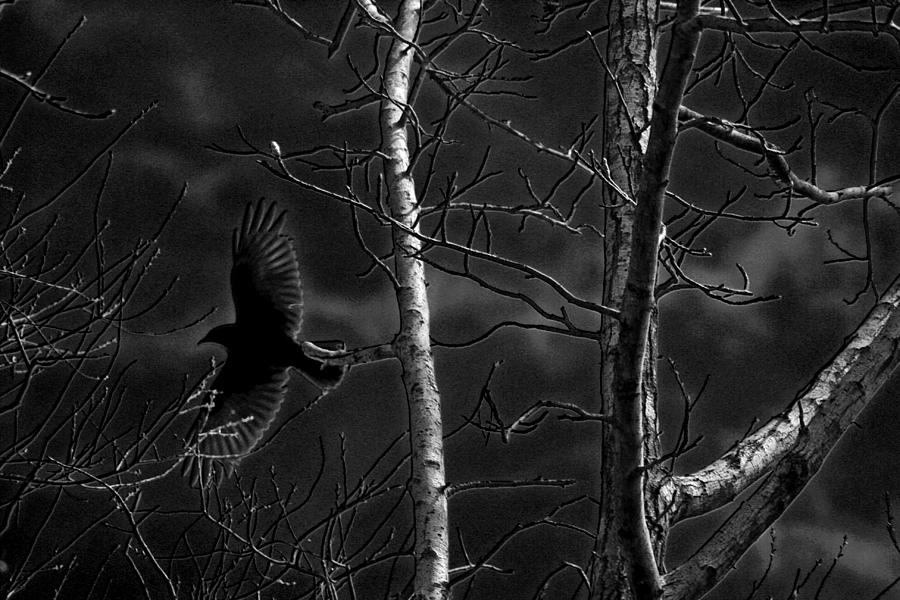Crow behind the trees #1 Photograph by Andy Lawless