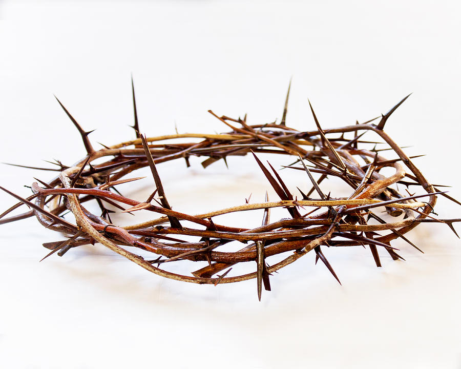 Crown Of Thorns Photograph by Dee Savage