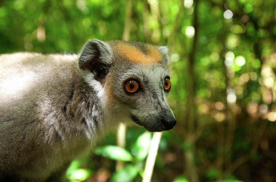 Crowned Lemur (eulemur Coronatus #2 Photograph by Andres Morya Hinojosa