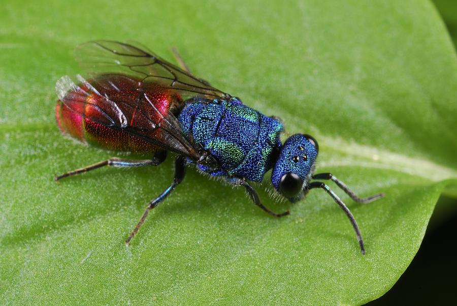 Cuckoo wasp Photograph by Science Photo Library - Pixels