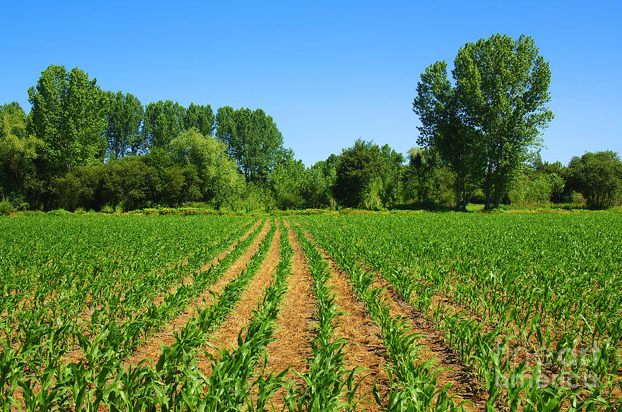 Agricultural Land Definition