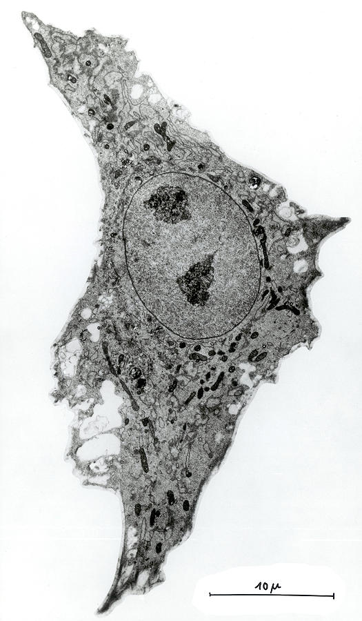 Cultured Chicken Cell, Lm #2 Photograph by Carl Zeiss