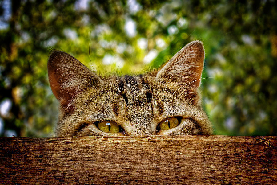 Curious Cat  Photograph by Barry O Carroll