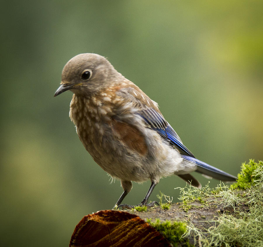 Curious Bluebird by Jean Noren Photograph by Jean Noren