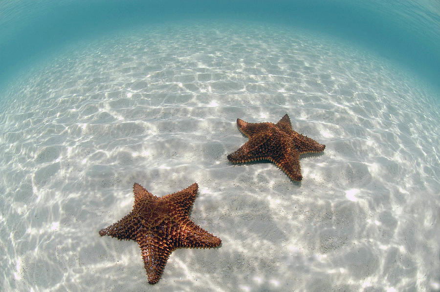 Cushion Sea Stars #2 Photograph by Charles Angelo