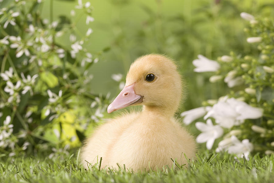 Cute Duckling #2 Photograph by Jean-Michel Labat