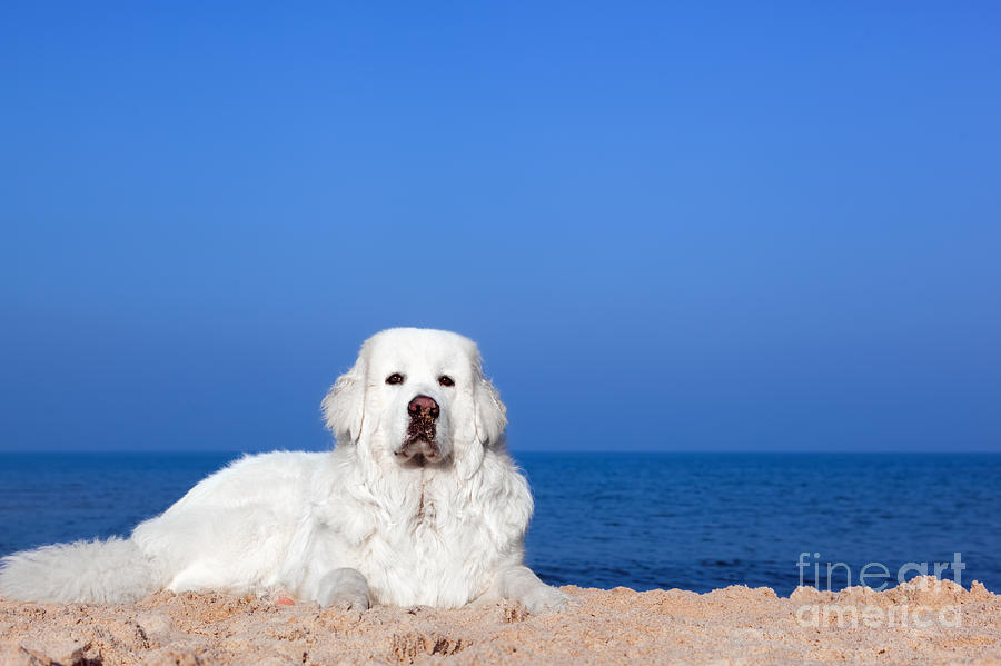 Winter Photograph - Cute white dog on the beach #2 by Michal Bednarek