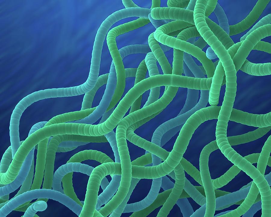 Cyanobacterium spirulina  Platensis Photograph by Dennis 