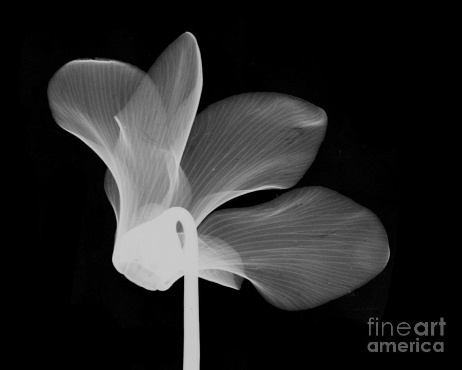 Nature Photograph - Cyclamen Flower X-ray #3 by Bert Myers