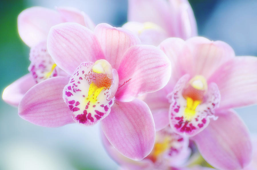 Nature Photograph - Cymbidium Orchid (cymbidium Sp.) #2 by Maria Mosolova/science Photo Library