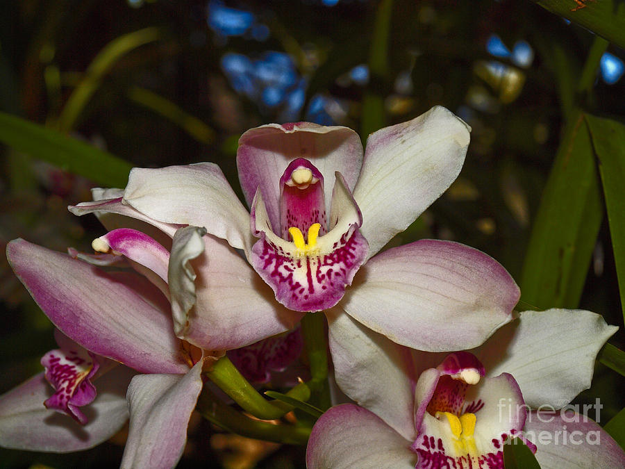 Flower Photograph - Cymbidium orchid #3 by Howard Stapleton