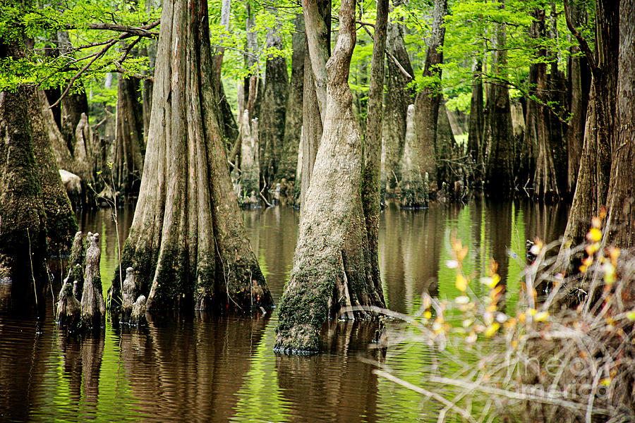 Cypress Trees Photograph by Joan McCool - Fine Art America