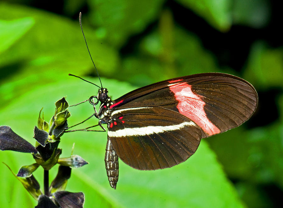 Cythera Butterfly #2 Photograph by Millard H. Sharp