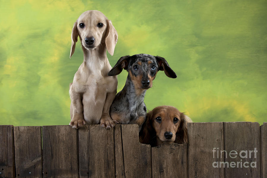 Dachshunds Looking Over Fence #1 Photograph by John Daniels